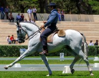 The-First-Phase--The-Dressage-Test.jpg